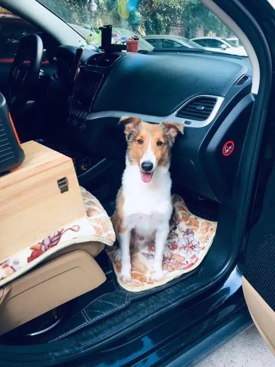 58歲的她，自駕房車旅居，一人兩犬，活成了自己喜歡的樣子